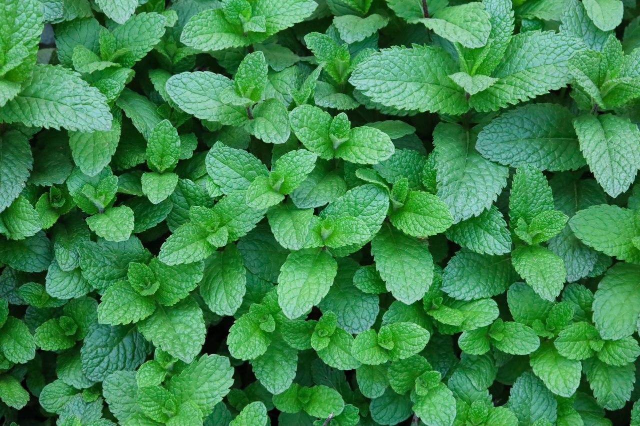 Green Mint Leafs Fresh Herbs